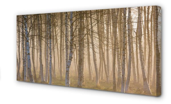 Tablouri canvas copac pădure Sunrise