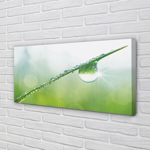 Tablouri canvas Picătură iarbă macro