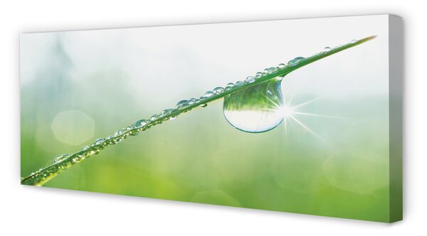Tablouri canvas Picătură iarbă macro