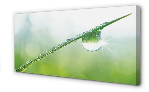 Tablouri canvas Picătură iarbă macro