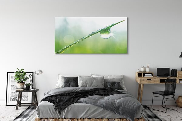 Tablouri canvas Picătură iarbă macro
