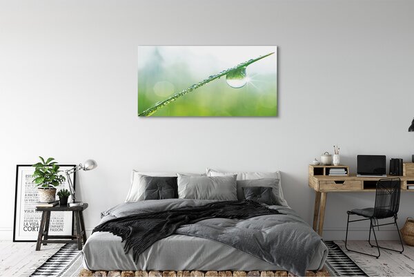 Tablouri canvas Picătură iarbă macro