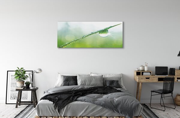 Tablouri canvas Picătură iarbă macro