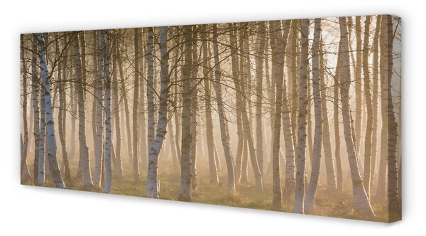 Tablouri canvas copac pădure Sunrise