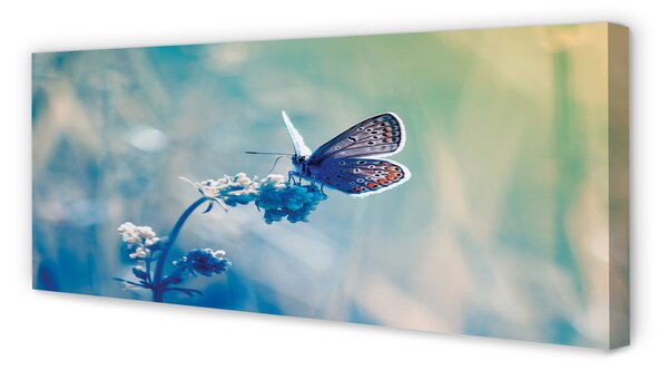 Tablouri canvas fluture colorat