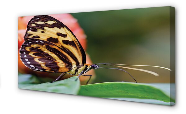 Tablouri canvas fluture