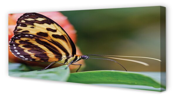 Tablouri canvas fluture