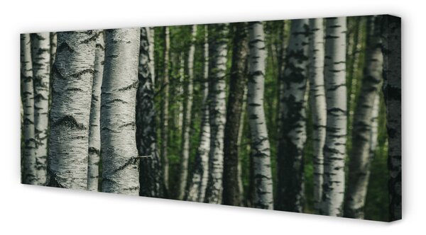 Tablouri canvas pădurea de mesteacăn