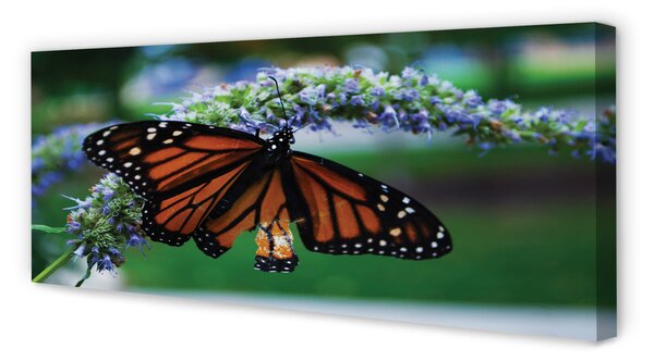 Tablouri canvas Fluture pe o floare