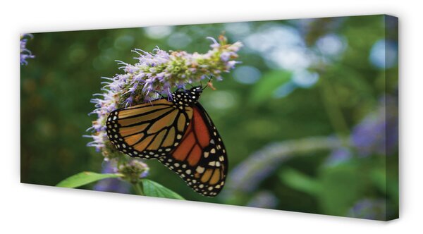 Tablouri canvas Floare fluture colorat