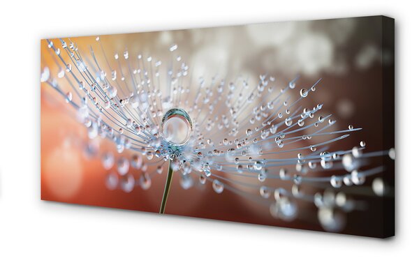 Tablouri canvas Picături păpădie macro