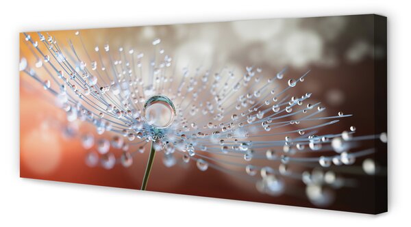 Tablouri canvas Picături păpădie macro