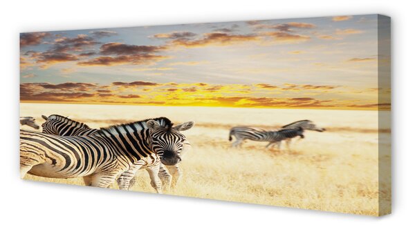 Tablouri canvas Zebre câmp apus de soare