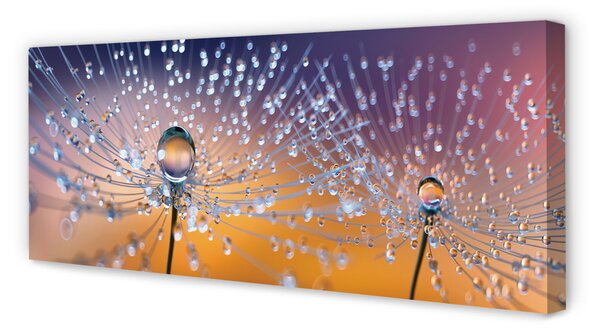 Tablouri canvas Picături păpădie macro