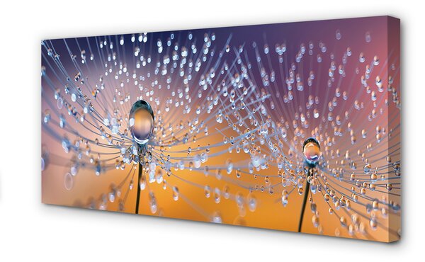 Tablouri canvas Picături păpădie macro