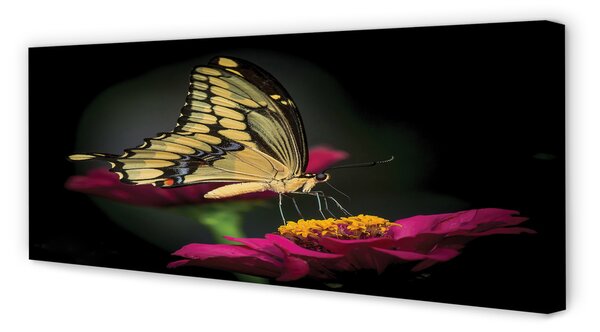 Tablouri canvas Fluture pe o floare