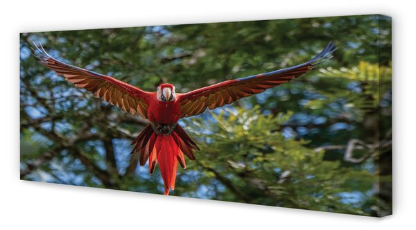Tablouri canvas Ara papagal