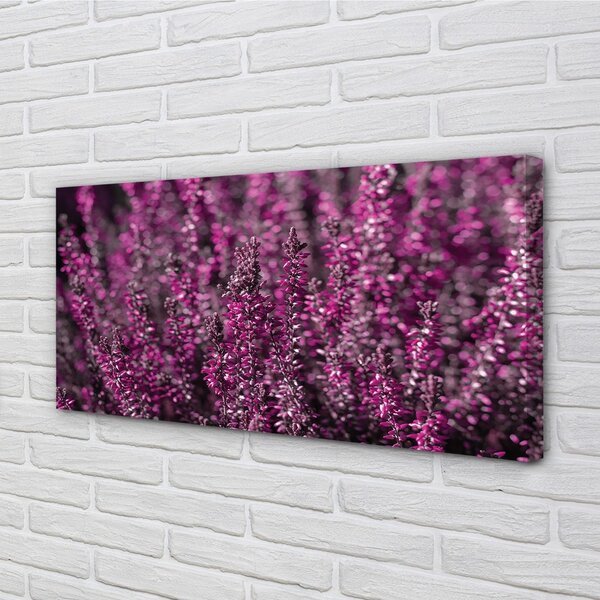 Tablouri canvas Heathers câmp