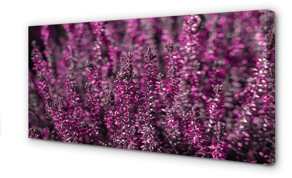 Tablouri canvas Heathers câmp