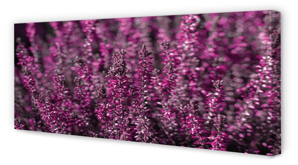Tablouri canvas Heathers câmp