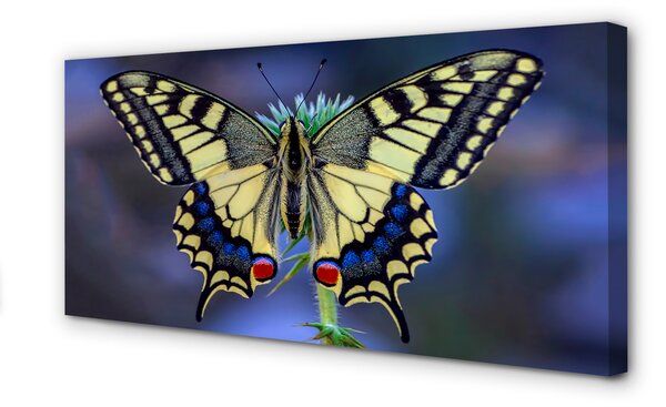 Tablouri canvas Fluture pe o floare