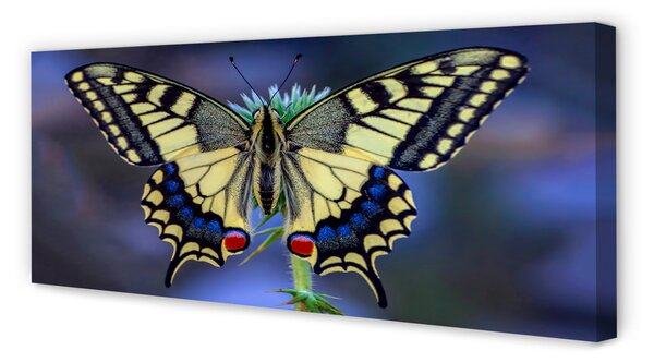 Tablouri canvas Fluture pe o floare