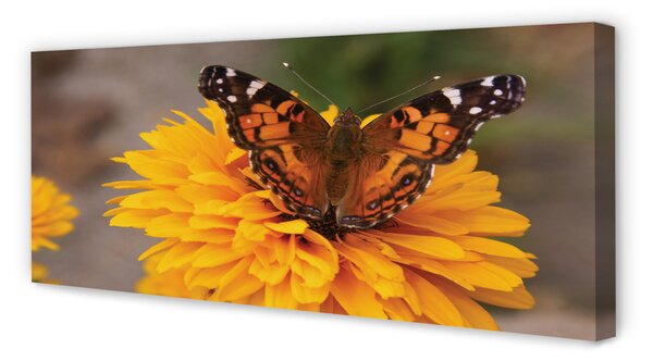 Tablouri canvas floare fluture colorat