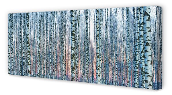 Tablouri canvas Birch apus de soare pădure