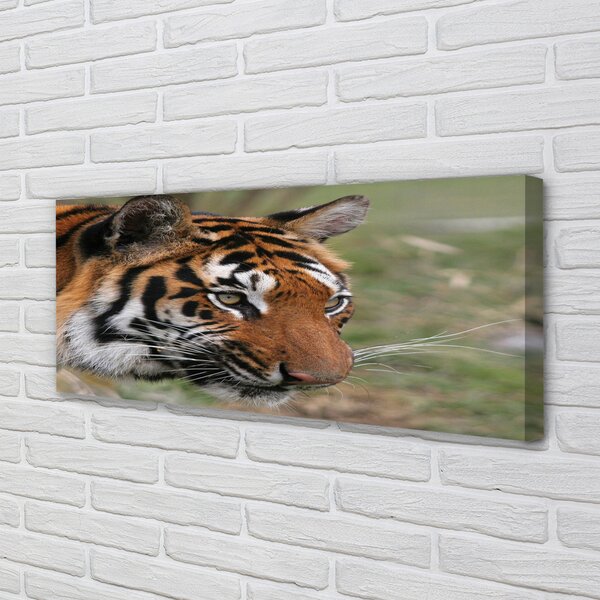 Tablouri canvas Woods tigru