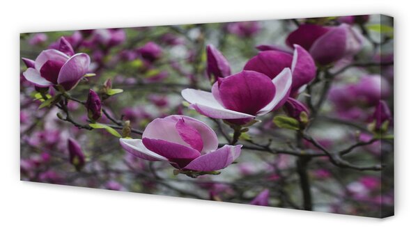 Tablouri canvas magnolie violet