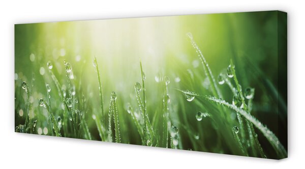 Tablouri canvas picături de soare iarbă