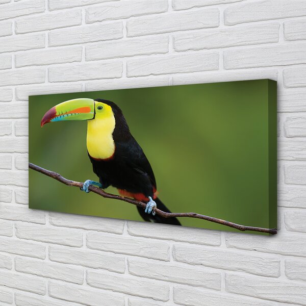 Tablouri canvas papagal colorat de pe o ramură
