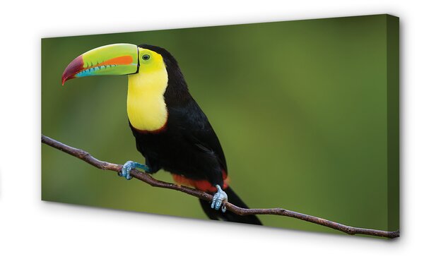 Tablouri canvas papagal colorat de pe o ramură
