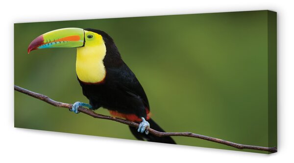 Tablouri canvas papagal colorat de pe o ramură