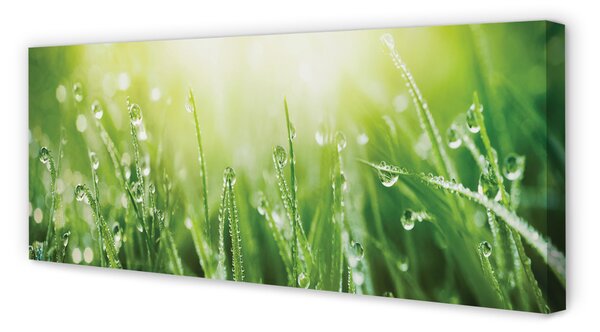 Tablouri canvas picături de soare iarbă