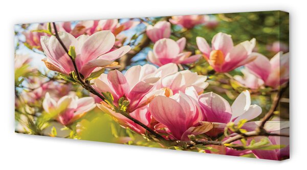 Tablouri canvas magnolie roz