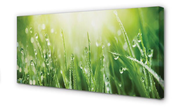 Tablouri canvas picături de soare iarbă