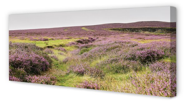 Tablouri canvas Heathers câmp