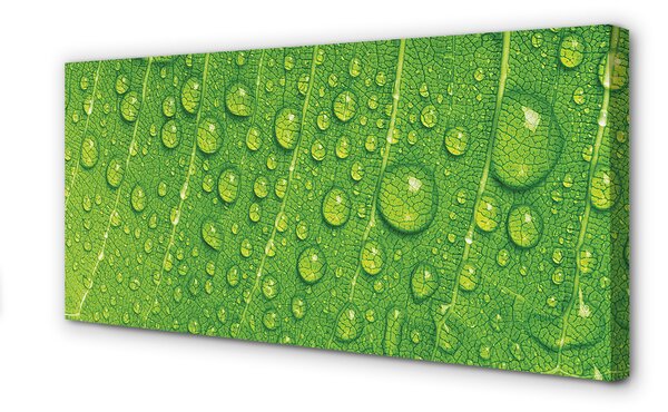 Tablouri canvas Picături de frunze macro
