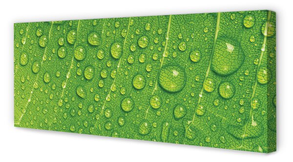 Tablouri canvas Picături de frunze macro