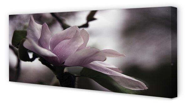 Tablouri canvas Magnolie