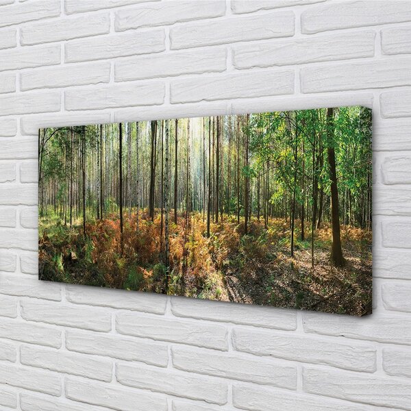 Tablouri canvas copac mesteacăn Pădure
