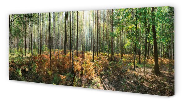 Tablouri canvas copac mesteacăn Pădure