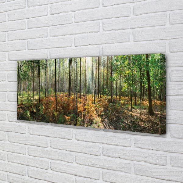 Tablouri canvas copac mesteacăn Pădure