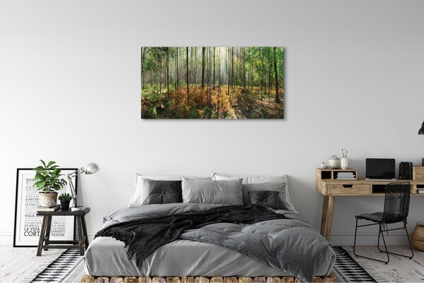 Tablouri canvas copac mesteacăn Pădure