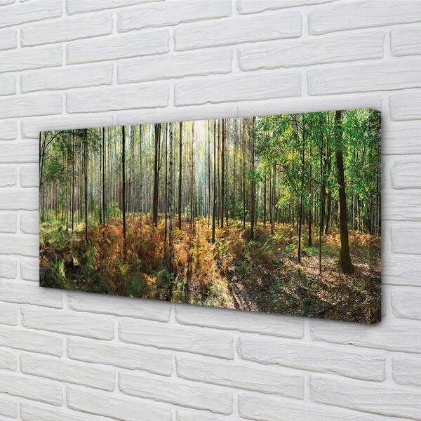 Tablouri canvas copac mesteacăn Pădure