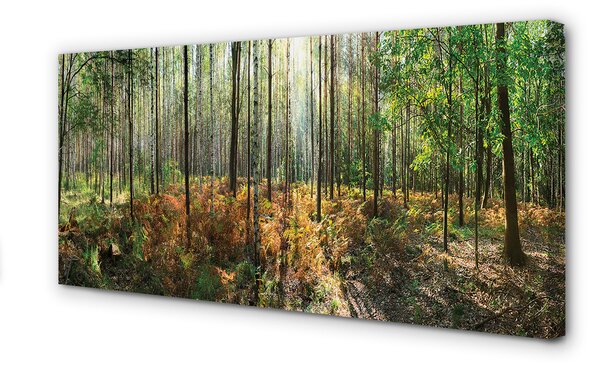 Tablouri canvas copac mesteacăn Pădure