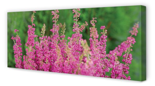 Tablouri canvas flori Heathers
