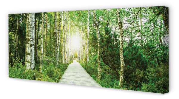 Tablouri canvas mesteacan drum forestier