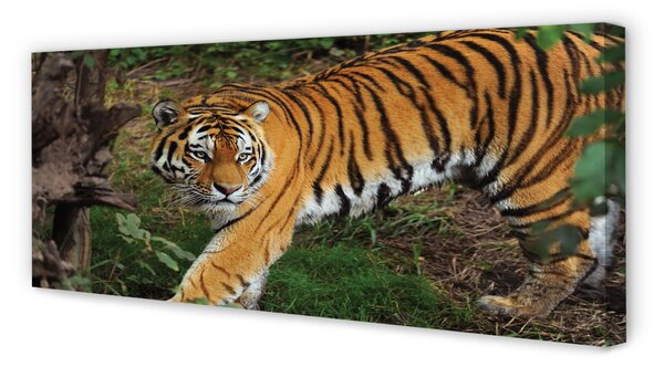 Tablouri canvas Woods tigru
